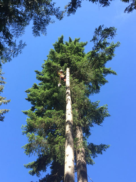 Cheerfully-working-at-the-top-of-a-tree