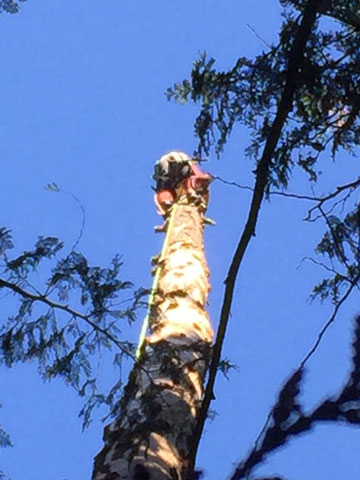 Daniel-Bardy-at-the-top-of-a-tree