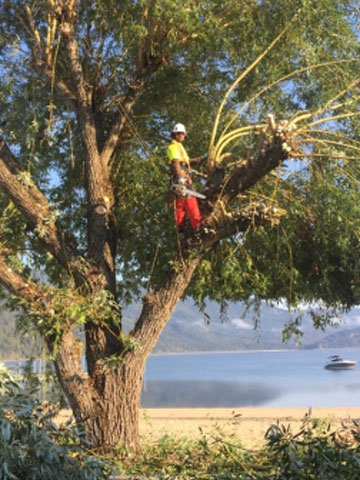 Daniel-Bardy-overlooking-Shuswap-lake