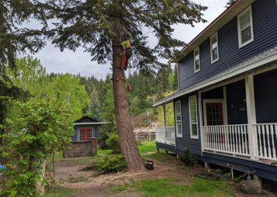 Douglas Fir removal