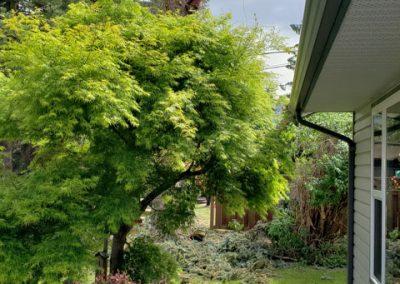 Douglas Fir removal