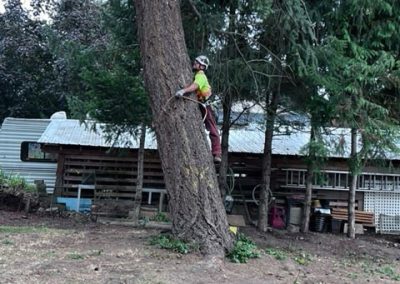 Douglas Fir removal