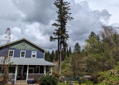 Douglas Fir removal