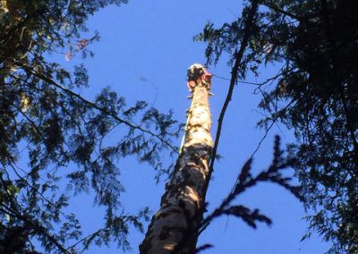Douglas Fir removal