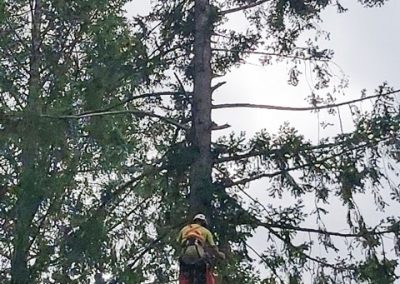 Douglas Fir removal