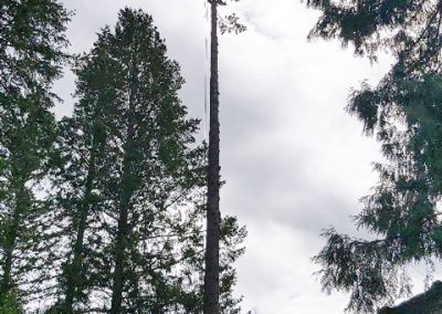 Douglas Fir removal