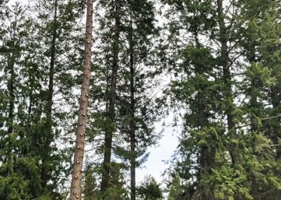 Douglas Fir removal