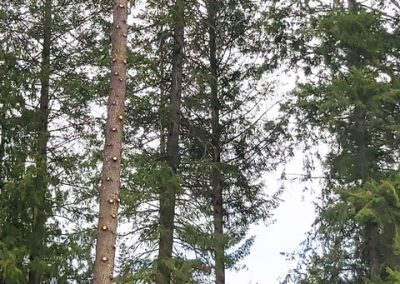 Douglas Fir removal