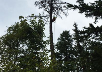 Douglas Fir removal