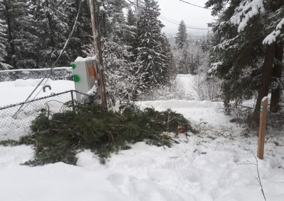 Fallen tree clean up