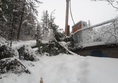 Fallen trees at Little Mountain Park