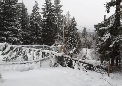 Fallen trees in the winter-time