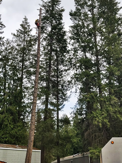 I've-trimmed-the-branches---the-trunk-is-next
