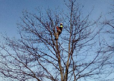 Red Oak pruning