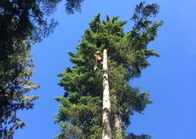 Western Red Cedar removal