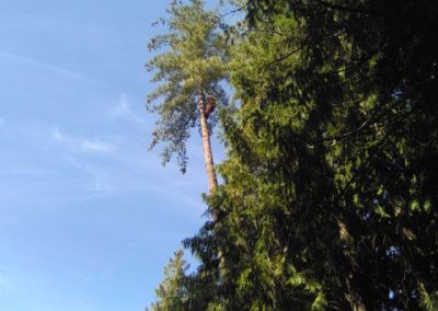 White Pine removal