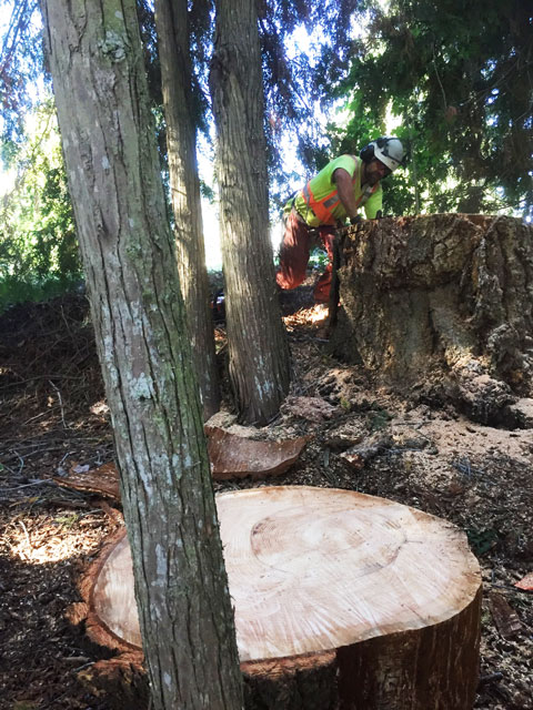 Working-in-the-woods