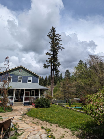 tree-hedge-and-yard-services