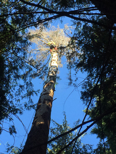tree-topping-again